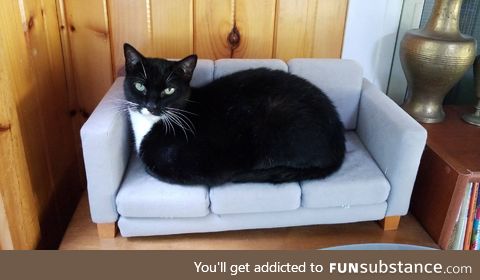 My Cat has a Couch