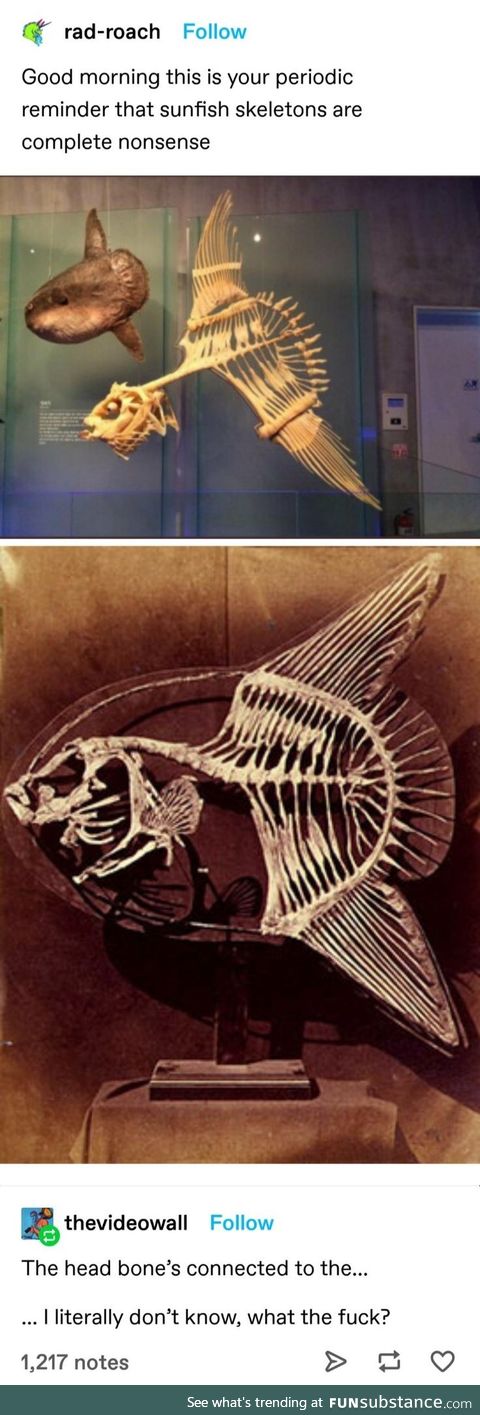Sunfish Skeletons