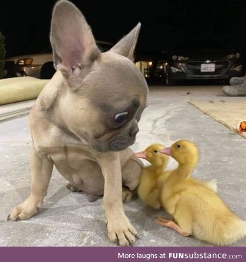 What the Duck!?!