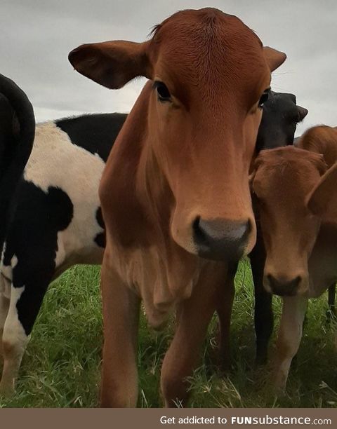 Ridiculously photogenic cow