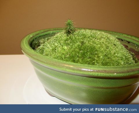 I found this little tree growing on a piece of moss, so I potted