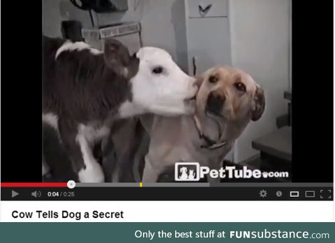 Cow Tells Dog a Secret