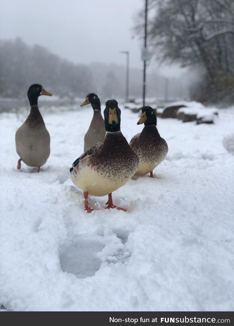 First real snow here in 7 years. These dudes seemed unfazed by it and just waddled up to
