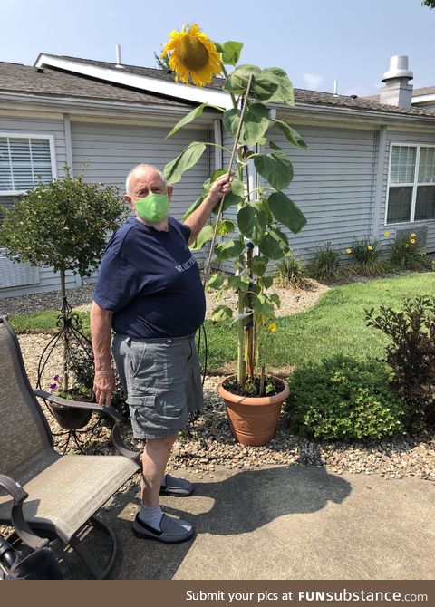 My Dad lives in an assisted living facility and grew this sunflower