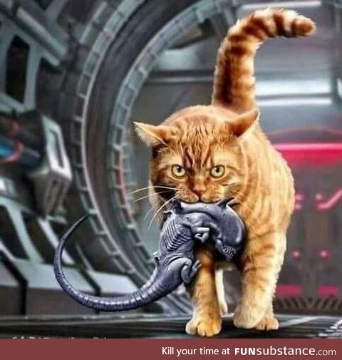 Every spaceship must have a cat!
