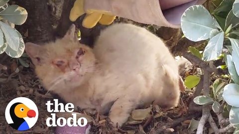 Apollo the Feral Cat gets his eye back (FeelGoodSubstance)