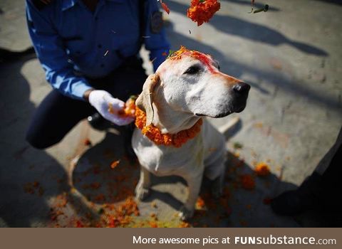 It is 'Kukur Tihar' in Nepal. Today is the day when Dogs are worshiped and thanked for