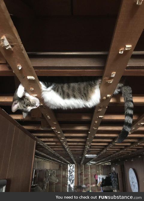 I’m remodeling my basement and all the ceiling tiles were just removed. I found my cat