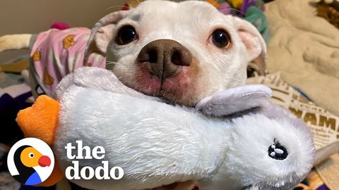 Daenerys the pittie puppy (and all her stuffed animals) (FeelGoodSubstance)