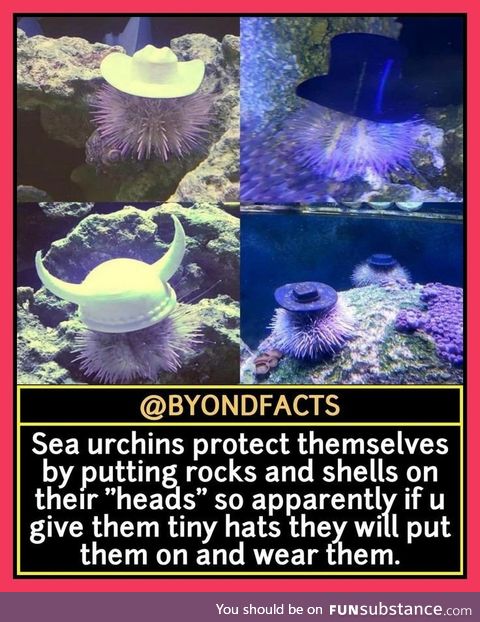 Urchins wearing hats say howdee do?