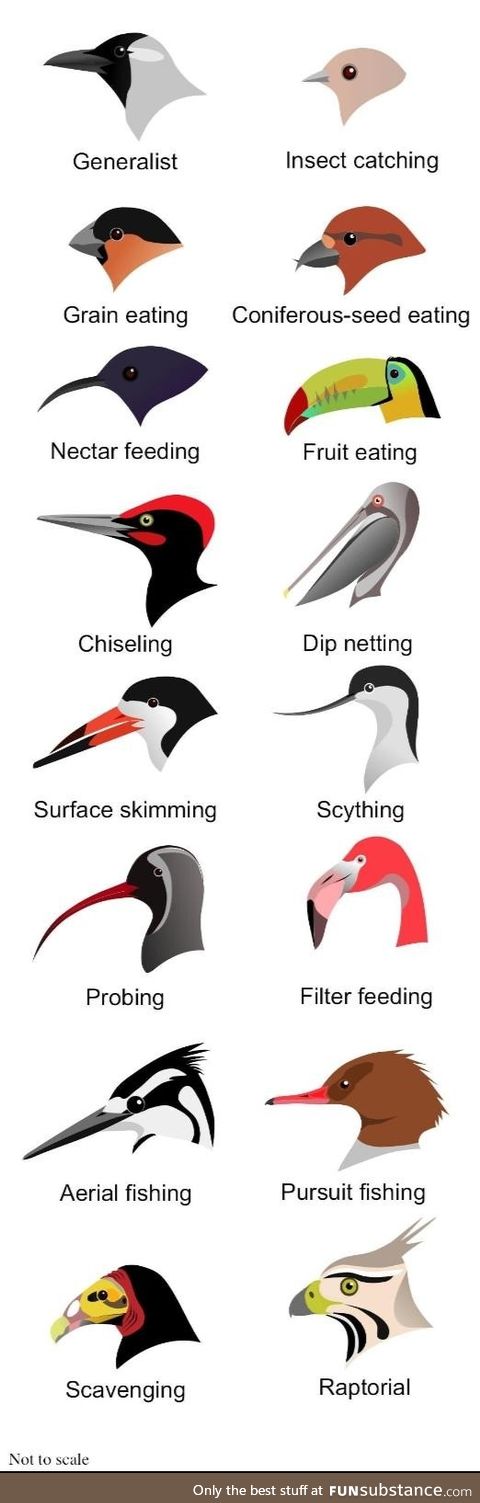 Bird beaks in their natural environment, if you please