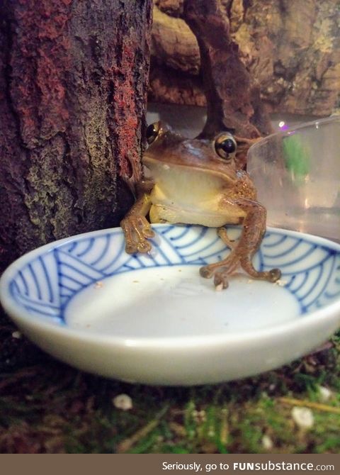 Froggo Fun #431 - "Hooman, can you please explain why my bowl is empty?"