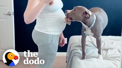 Rey the Pittie helping her human through her pregnancy (FeelGoodSubstance)