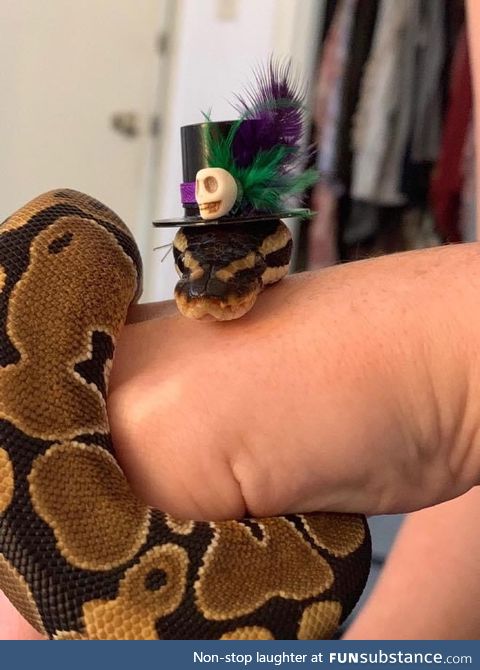 Making Hats For Snakes