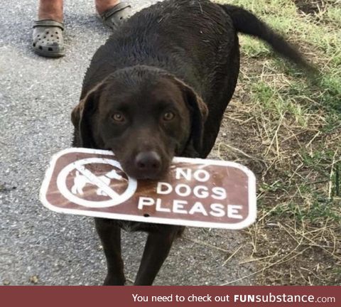 (dogs can’t read)