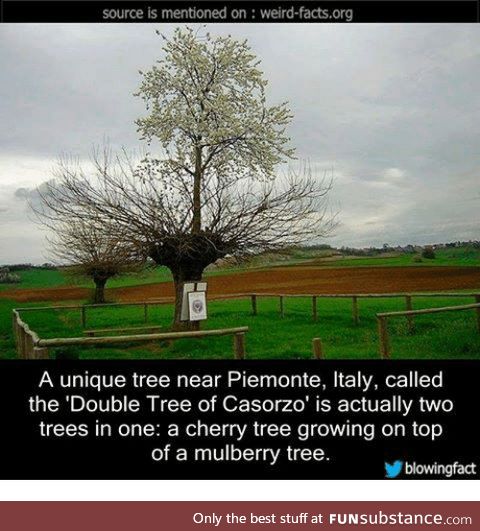 Double Tree of Casorzo