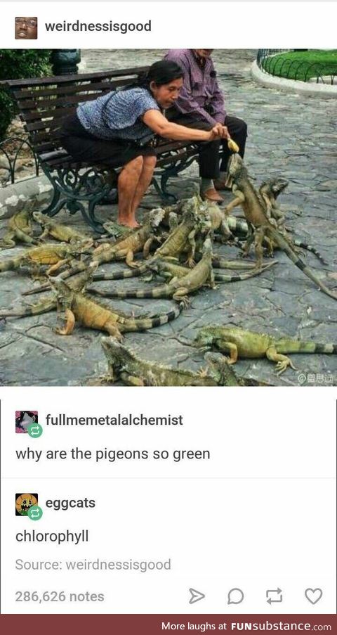 Why are the pigeons green?