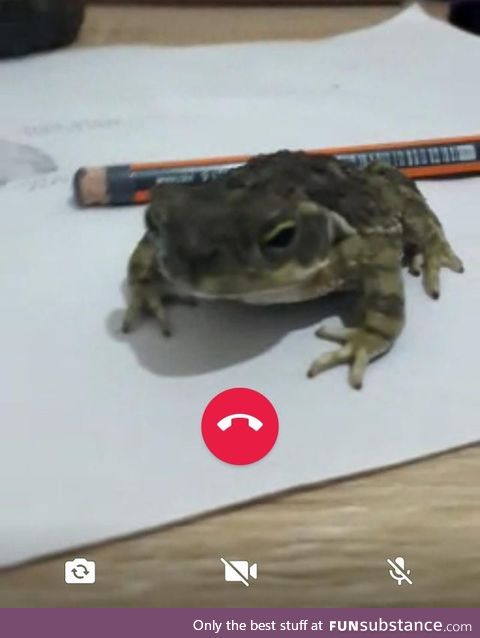 Froggo Fun #438 - Incoming Call