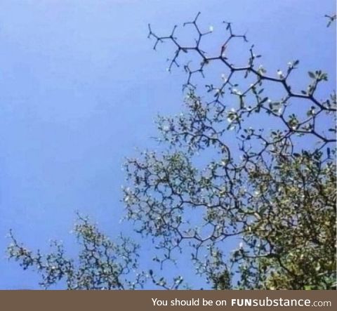 ???? these tree branches look like a molecule