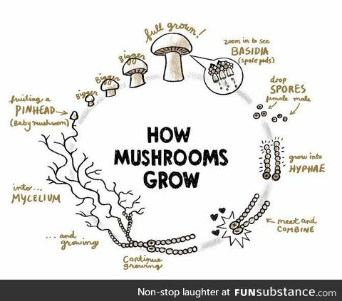 How mushrooms grow, provided you don't have the the mindset of a 13 year old