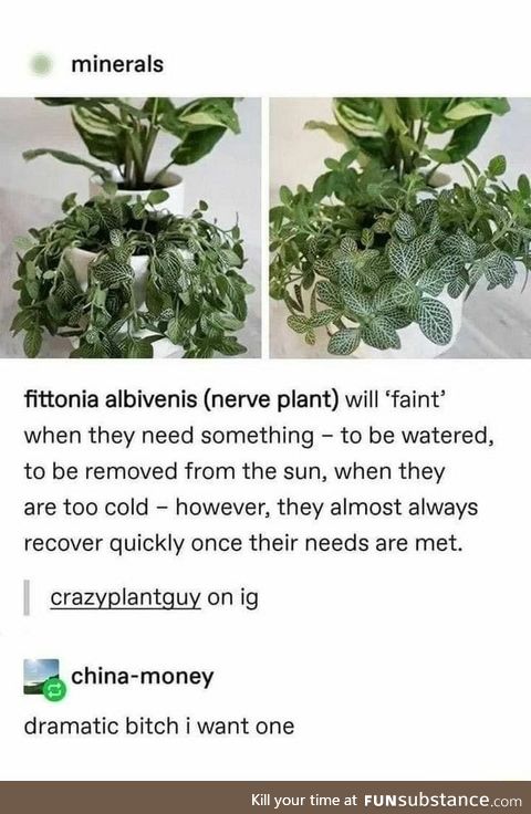 Nerve Plants are a bit Overdramatic, but they get the point across