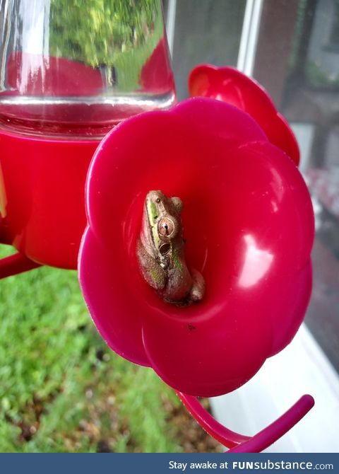 Froggo Fun #450 - Can Someone Identify This Hummingbird Species?