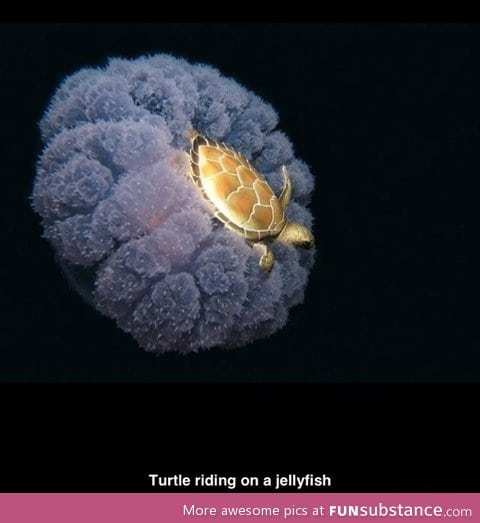 Turtle riding on a jelly fish