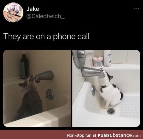 Faucet to faucet Catmunnication