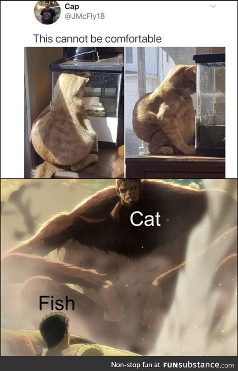 Funky cat likes fish