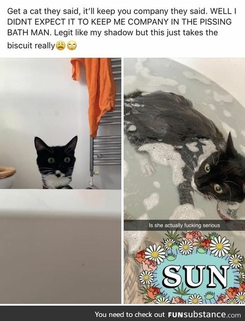 The cat in the bath