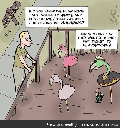 Guy flamingo