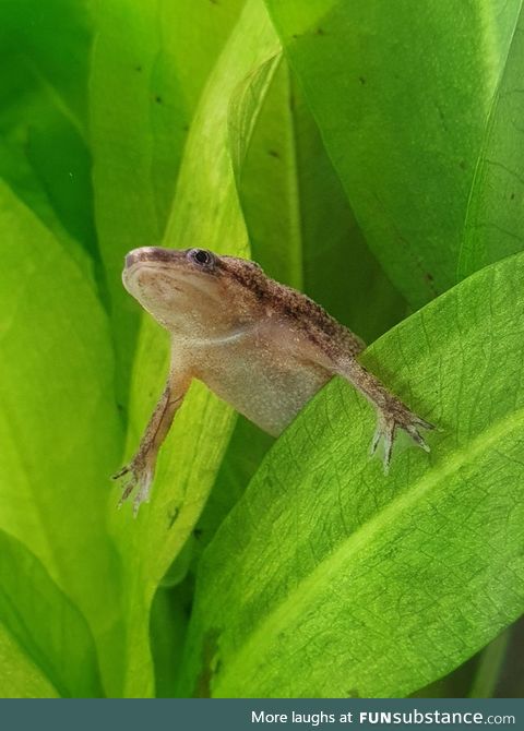 Froggo Fun #455 - "Heard you were talking shit"