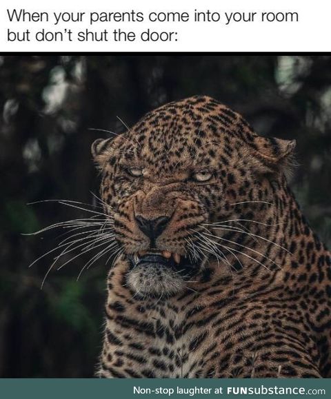 Parents stuped leopard fonny
