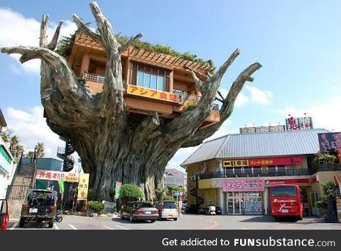 The treehouse cafe in Okinawa, Japan