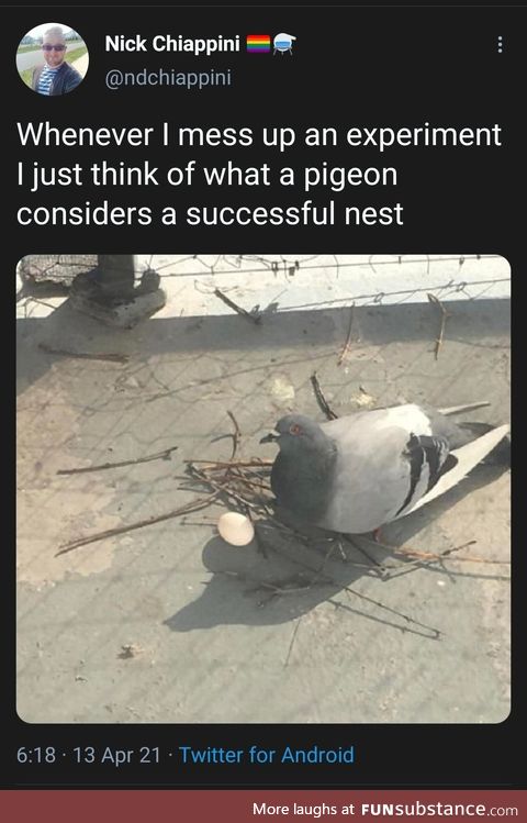 Pigeons are not great at motherhood