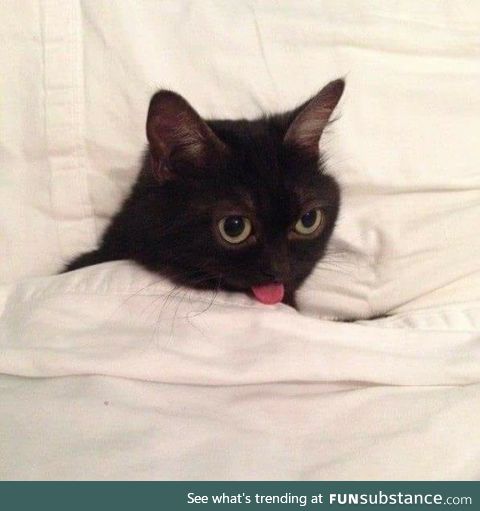 Blep in the Blankets