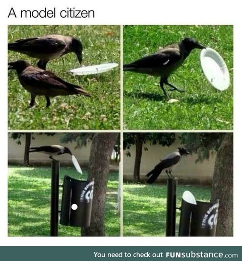 Crow cleaning up the human's trash