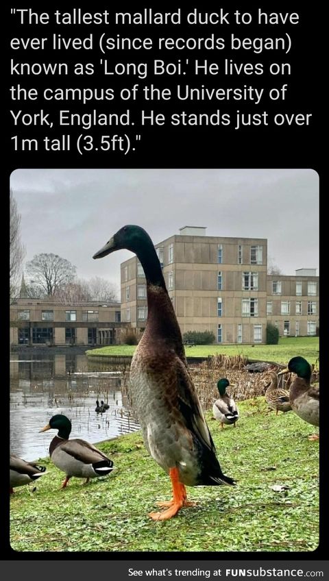 Big duck