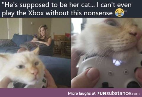 There is no Xbox, there is only cat