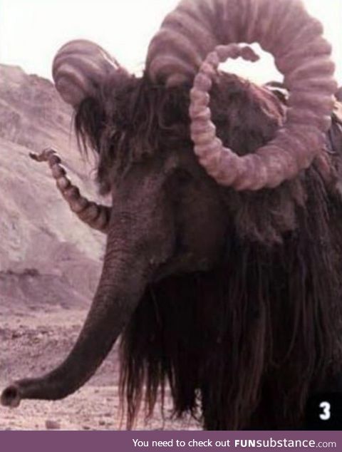 The Bantha in Star Wars a New Hope was played by a trained elephant named Mardji,