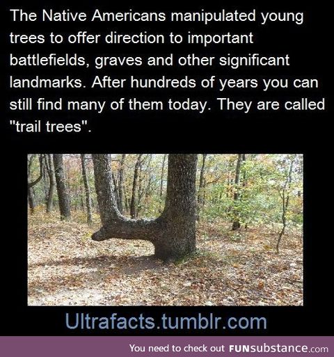 Trail Trees