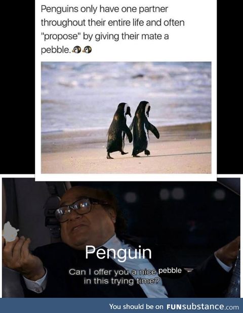 Wholesome penguin