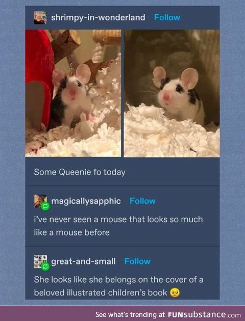 Mouse looking mouse