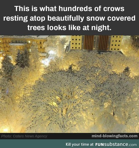 Crows atop snow covered trees