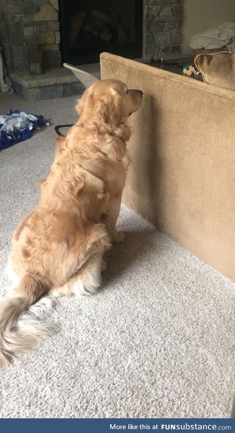Molly has been losing her vision with old age, here she is looking out the window