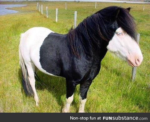 A horse that looks like a pale emo kid with a hoodie?