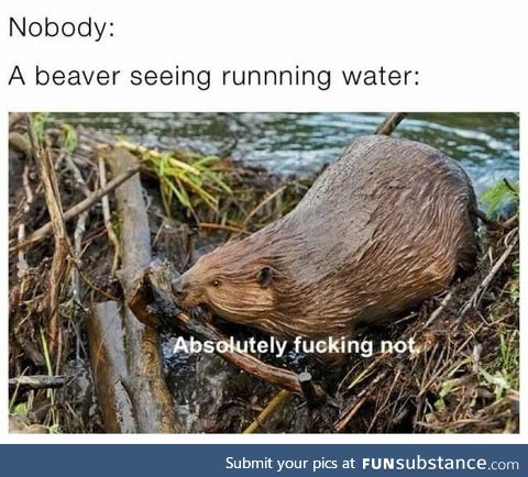 When a beaver sees running water