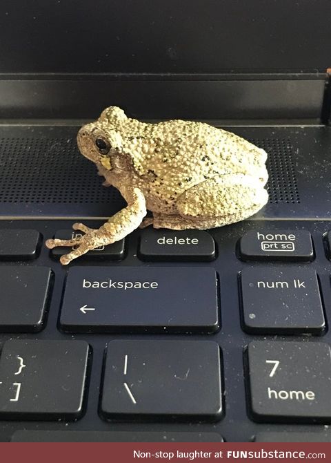 Froggo Fun #459 - Rare Pic of Me Looking for Stuff to Post