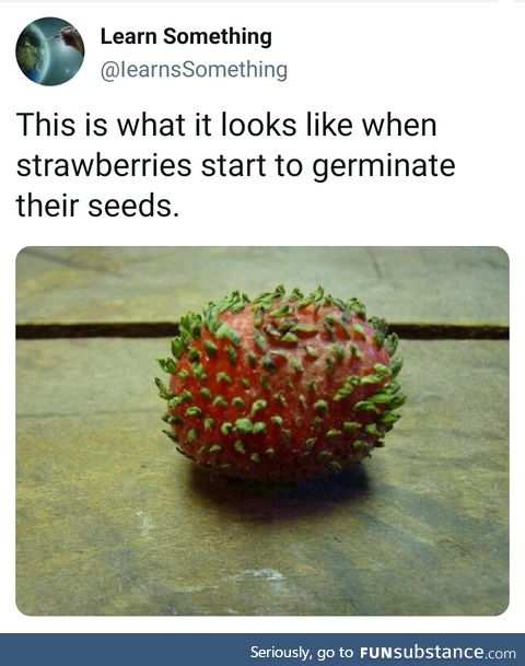 Straw the berry