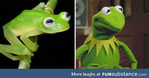 Kermit d. Frog